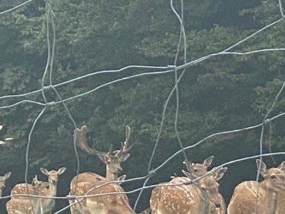 Bild 5:Zuchtwild Damhirsche