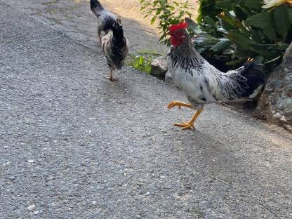 Bild 3:Stoapiperl Zwerghuhn Gockel Hahn