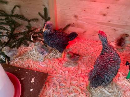 Bild 6:Bruteier Hühner