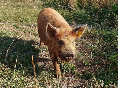 Bild 3:Bio Kune Kune Ferkel aus ganzjähriger Freilandhaltung