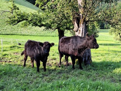 Trächtige Bio Galloway-Kuh mit Kalb abzugeben