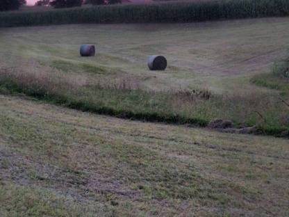 Bild 2:Grummet Ballen 2. Schnitt