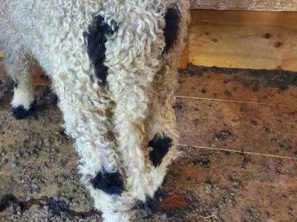 Bild 2:BIO Walliser Schwarznasenschafe