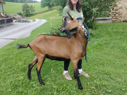 Bild 2:HB Zuchtbock GGZ IIa