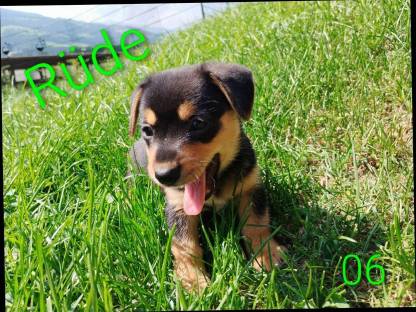 Bild 2:Welsh Corgi Pembroke × Zwergpinscher Welpen