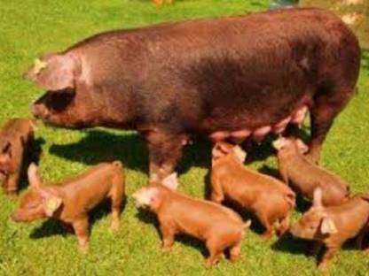 Duroc Schweine