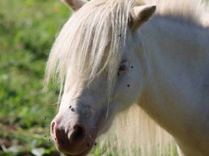 Bild 5:Minishetty Stute Elmhorst Bluebelle