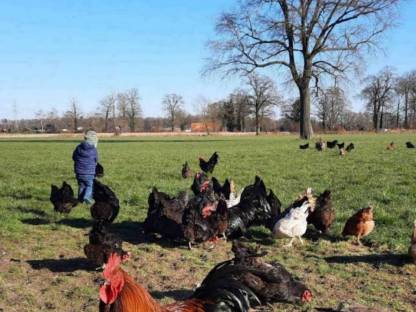 Bild 5:Bruteier Buntleger, Grünleger, Blauleger, Mooshühner, Maran