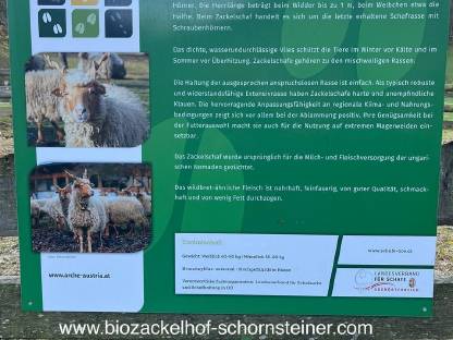 Bild 5:Zackelschafe BIO
