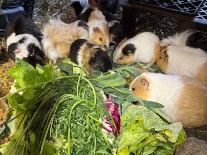 Bild 2:Hasen & Meerschweinchen