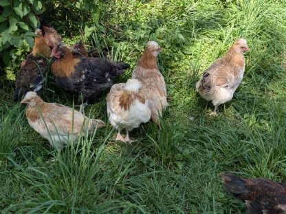 Bild 5:Sulmtaler Jungtiere