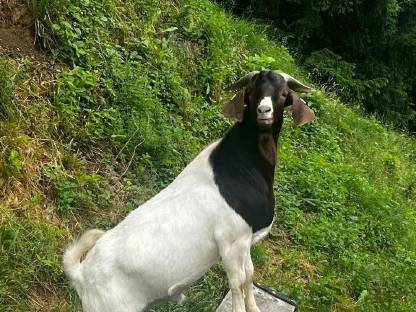 Burenziegenbock
