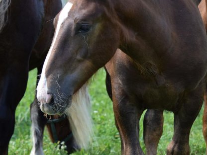 Bild 8:Eisenerz Vulkan Noriker Dunkelfuchshengstfohlen zu verkaufen