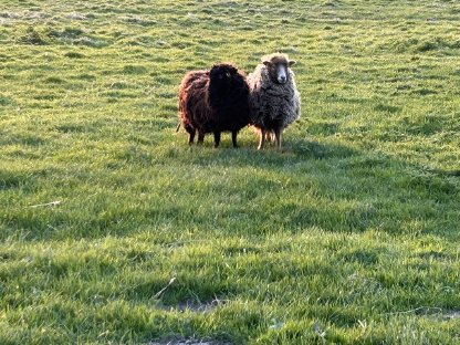 Bild 8:Ouessantschafe, Zwergschafe, Herdbuch