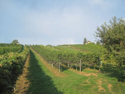 Bild 2:Verkaufe biozertifizierte Roesler-Trauben