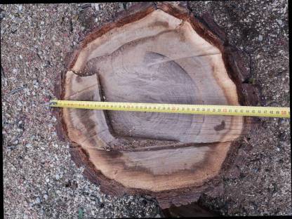 Bild 2:Walnuss Stamm