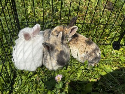 Zwergkaninchen