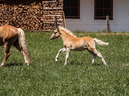 Bild 2:Haflinger Hengstfohlen Avanti