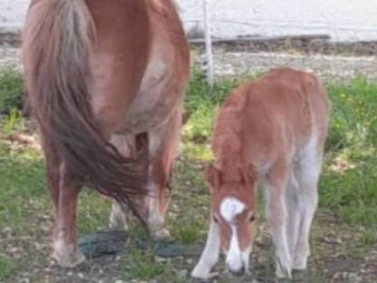 Minishetty, Ponys, Minishetland, Stuten