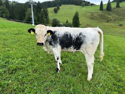 Bild 3:Pustertaler Sprinzen BIO Kalbinnen