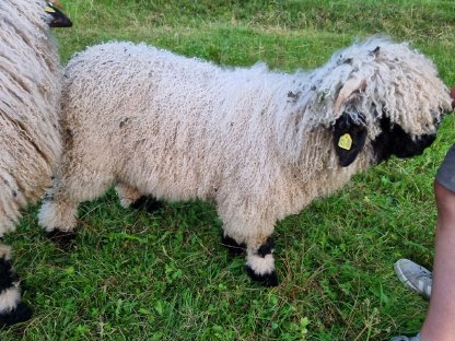 Bild 2:Walliser Schwarznasen HB