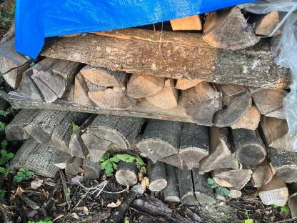 Brennholz Buche
