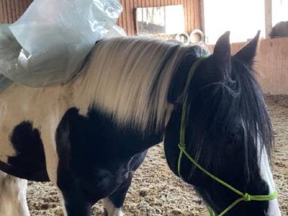 Bild 4:Charly – Ausdrucksstarker Irish Cob Wallach