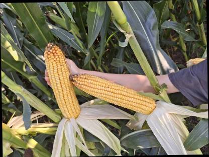 Bild 4:Mais-Heu-Rundballen