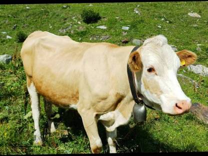 Bild 4:Wir suchen eine Landwirtschaft zur Pacht oder Leibrente