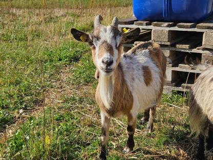Bild 6:Zwergziegen