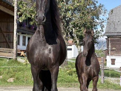 Bild 2:Friesen Hengstfohlen