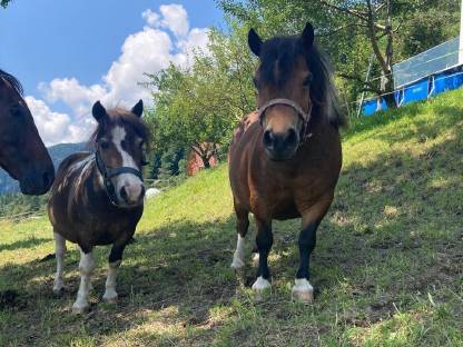 Mini-Shetlandponys