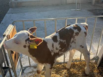 Bild 2:Bio Kalb