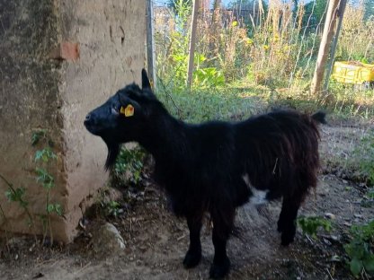 Bild 3:Vergebe Zwergziege