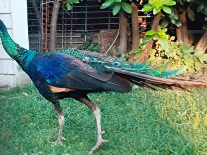 Bild 5:Pfauenhahn Ährenträger