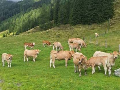 Fresser/Kalbinnen