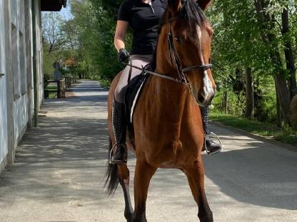 Bild 4:Trakehner aus unserem Gestüt suchen ein neues Zuhause