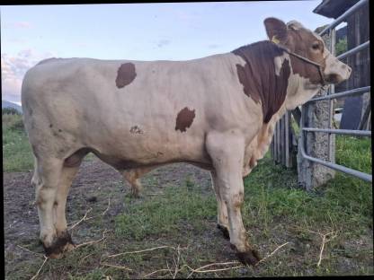 Bild 3:Stier Fleckvieh