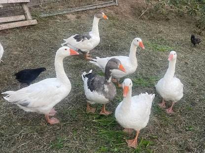 Bild 3:Verkaufe Gänse