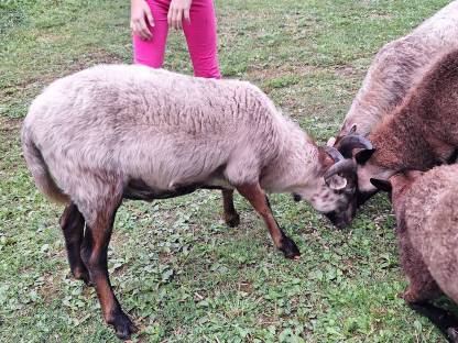 Bild 5:Kamerun-Mix Schafe