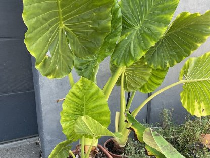 Bild 6:Elefantenohr Pflanze