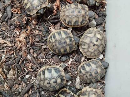 Griechische Landschildkröten NZ 2025