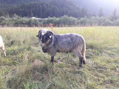 Alpiner Steinschafwidder BIO