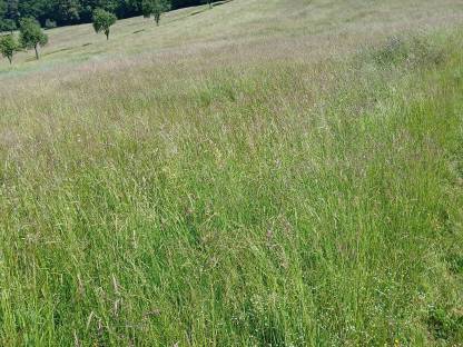 Bild 4:Heu Rundballen