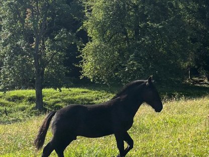 Bild 4:Norikerhengstfohlen