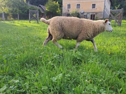 Bild 4:Texel weiblich männlich