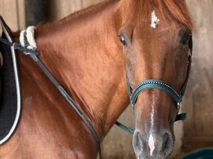 Junger braver Warmblut-Traber