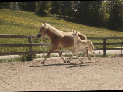 Bild 3:Tiroler Haflinger Wallach, Hengst, Jährling