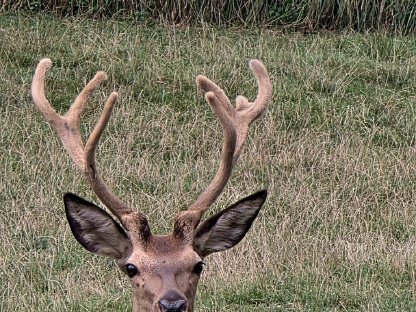 Prachtvoller Rotwildhirsch für Zucht im 1. Kopf