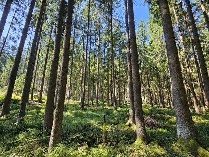 Bild 3:Waldgrundstück 9.330 m² in Gemeinde Eibenstein, Bezirk Gmünd